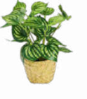 Philodendron im Angebot bei Netto Marken-Discount in Hamm Philodendron Angebote bei Netto Marken-Discount Hamm für 4,99 €