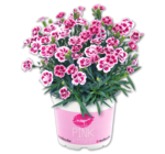 Aktuelle Kissen Angebote bei Penny in Koblenz Aktuelles Nelke Sorte Pink Kisses Angebot bei Penny in Koblenz ab 1,99 €