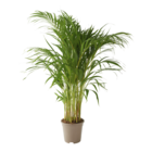 Promo Areca à 26,99 € dans le catalogue Gamm vert à Montbazens