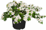 Schneeflockenblume bei Hagebaumarkt im Marktredwitz Prospekt für 1,99 €