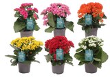 Gamm vert Liesle - Promo Kalanchoe ECLOZ Promo Kalanchoe ECLOZ à 3,49 € dans le catalogue Gamm vert à Liesle