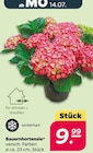 Bauernhortensie im Angebot bei Netto mit dem Scottie in Zwickau Bauernhortensie Angebote bei Netto mit dem Scottie Zwickau für 9,99 €