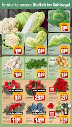 Kerzen Angebot & Preis im aktuellen REWE Prospekt Kerzen Angebot im aktuellen REWE Prospekt auf Seite 7