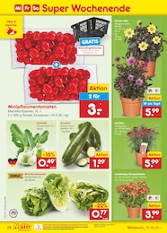 Netto Marken-Discount Chrysantheme im Prospekt Netto Marken-Discount Chrysantheme im Prospekt