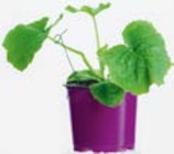 Zucchini Angebote von Plantiflor bei Hellweg Dortmund für 3,99 €