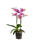 Phalaenopsis Multiflora im Angebot bei Lidl in Würzburg Phalaenopsis Multiflora Angebote bei Lidl Würzburg für 7,99 €