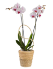 Orchidée led dans le catalogue Lidl