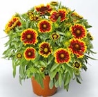 Kokardenblume für 9,49 € bei Hellweg im Angebot Kokardenblume im aktuellen Hellweg Prospekt