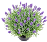 Lavendel für 1,99 € bei Thomas Philipps im Angebot Lavendel im aktuellen Thomas Philipps Prospekt