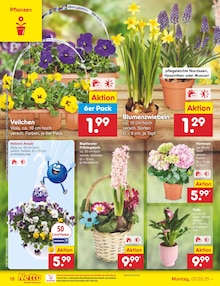 Blumen im Netto Marken-Discount Prospekt "Aktuelle Angebote" mit 60 Seiten (Osnabrück)