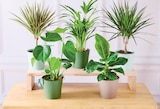 Plantes vertes - U Express à Limoges Plantes vertes en promo chez U Express Limoges à 9,99 €