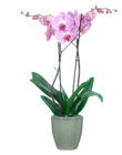 Schmetterlings-Orchidee bei OBI im Brilon Prospekt für 4,99 €
