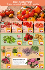 Tomaten im REWE Prospekt in Weinheim Aktueller REWE Prospekt mit Tomaten, "Dein Markt", Seite 7