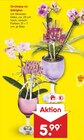 Orchidee im Sektglas im Angebot bei Netto Marken-Discount in Rostock Orchidee im Sektglas Angebote bei Netto Marken-Discount Rostock für 5,99 €