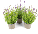 Lavendel im OBI Prospekt Lavendel im aktuellen OBI Prospekt für 1,99 €