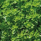 Basilic Fin Vert Bio. Le pot de 9x9 cm à Botanic dans Annecy-le-Vieux