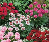 Œillet Plumarius Pot 17 cm à Intermarché Hyper dans Bernay