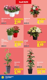 Promos Hortensia dans le catalogue "Ça vaut le coup." de Lidl Hortensia en promo dans le catalogue Lidl à la page 28