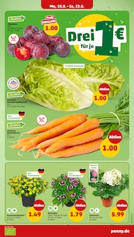Hortensie im Penny Prospekt "Wer günstig will, muss Penny." mit 38 Seiten (Kiel)