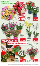 Zimmerpflanzen Angebot & Preis im aktuellen Kaufland Prospekt Zimmerpflanzen Angebot im aktuellen Kaufland Prospekt auf Seite 17