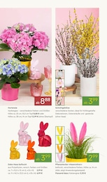Pflanzen Kölle Deko im Prospekt 