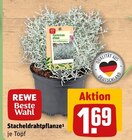 Stacheldrahtpflanze von REWE Beste Wahl im aktuellen REWE Prospekt für 1,69 €