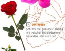 OBI Oelde - Duftrosen Duftrosen Angebot bei OBI Oelde im Prospekt ALLES MACHBAR