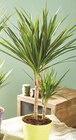 Dracaena 2 troncs en promo chez Intermarché Super Orléans à 9,99 €
