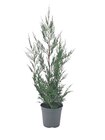 Cyprès de Leyland en promo chez Carrefour Tours à 2,99 €