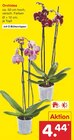 Orchidee im Angebot bei Netto Marken-Discount in Paderborn Orchidee Angebote bei Netto Marken-Discount Paderborn für 4,44 €