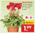 Aktuelles Alpenveilchen Angebot bei Netto Marken-Discount in Hamburg ab 1,99 €