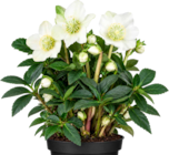 Christrose 'Winter Sun' bei BAUHAUS im Prospekt "" für 16,99 €