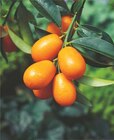 Kumquat en promo chez Carrefour Kumquat dans le catalogue Carrefour