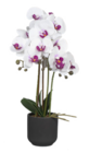 Aktuelles Naturgetreue Orchidee Angebot bei ALDI Nord in Siegen (Universitätsstadt) ab 12,99 €