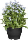 Vergissmeinnicht (Myosotis sylvatica) bei Globus-Baumarkt im Langen Prospekt für 1,99 €