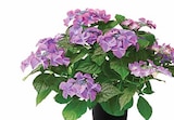Aktuelles Hortensie 'Tiffany' Angebot bei Dehner Garten-Center in Chemnitz ab 22,99 €