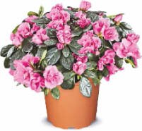 Azalee bei Netto Marken-Discount in Haltern am See Azalee im Angebot bei Netto Marken-Discount Haltern am See für 2,49 €