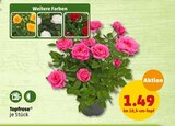 Topfrose Angebot in Bruchsal Topfrose im aktuellen Prospekt bei Penny-Markt in Bruchsal