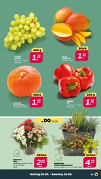 Garten Angebot & Preis im aktuellen Netto mit dem Scottie Prospekt Garten Angebot im aktuellen Netto mit dem Scottie Prospekt auf Seite 3