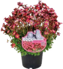 Globus-Baumarkt Ahrensfelde Prospekt mit  im Angebot für 3,49 €