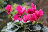 Mini Cyclamen à Gamm vert dans Beaumont-en-Véron