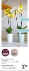 Schmetterlingsorchidee oder Orchideentopf „Thalia” im Angebot bei Hellweg in Langenfeld Schmetterlingsorchidee oder Orchideentopf „Thalia” Angebote bei Hellweg Langenfeld für 3,99 €