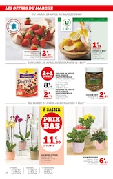 Offre Phalaenopsis dans le catalogue Super U du moment à la page 28