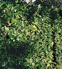 Kirschlorbeer „Rotundifolia“ von FloraSelf für 29,79 € bei Hornbach im Angebot Kirschlorbeer „Rotundifolia“ von FloraSelf im aktuellen Hornbach Prospekt