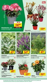 Blumen im toom Baumarkt Prospekt in Brandenburg Aktueller toom Baumarkt Prospekt mit Blumen, "Respekt, wer's selber macht.", Seite 4