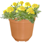 Thomas Philipps Elmenhorst/Lichtenhagen - Blumentopf Angebot im Prospekt Blumentopf bei Thomas Philipps im Elmenhorst/Lichtenhagen Prospekt für 0,19 €