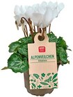Alpenveilchen von REWE Beste Wahl für 1,79 € bei REWE im Angebot Alpenveilchen von REWE Beste Wahl im aktuellen REWE Prospekt
