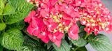 Garten-Hortensie »MUSIC COLLECTION« von  im aktuellen Pflanzen Kölle Prospekt für 22,99 €