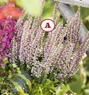 Heather Plant im Angebot bei Garten-Center Nordharz GmbH & Co. KG in Halberstadt Heather Plant Angebote bei Garten-Center Nordharz GmbH & Co. KG Halberstadt für 1,60 €
