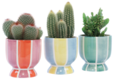 Cactus ou Succulente en promo chez Carrefour Versailles à 4,99 €